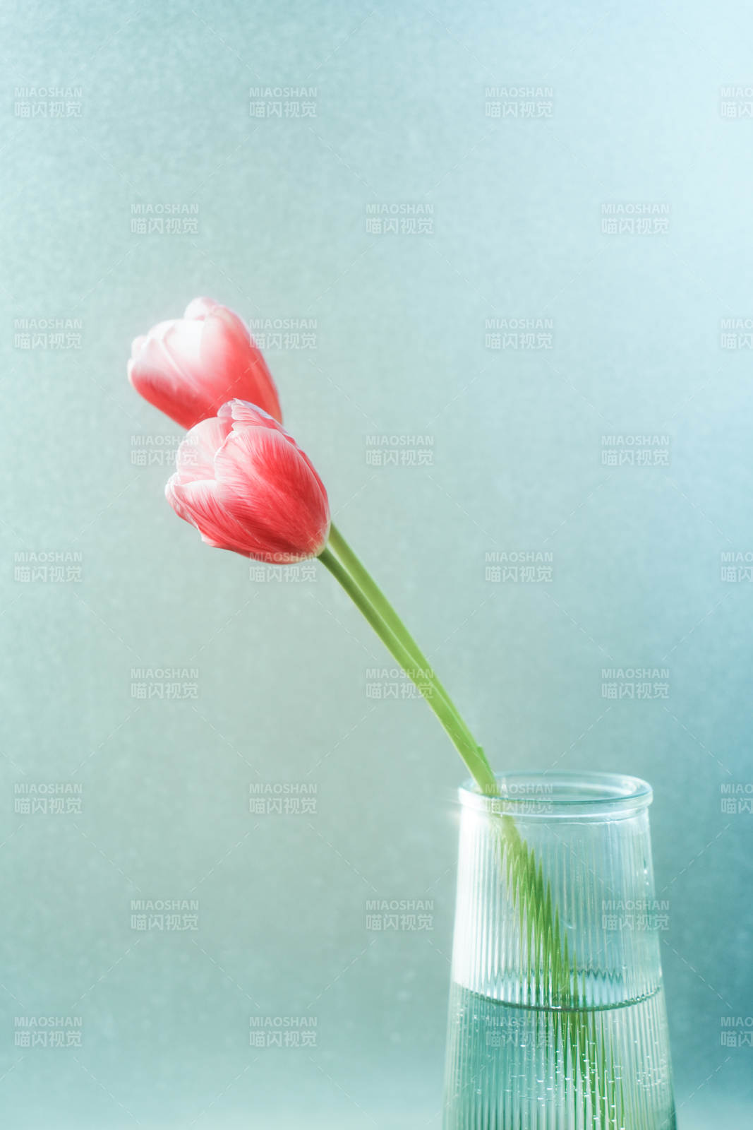 窗前两朵粉色郁金香图片