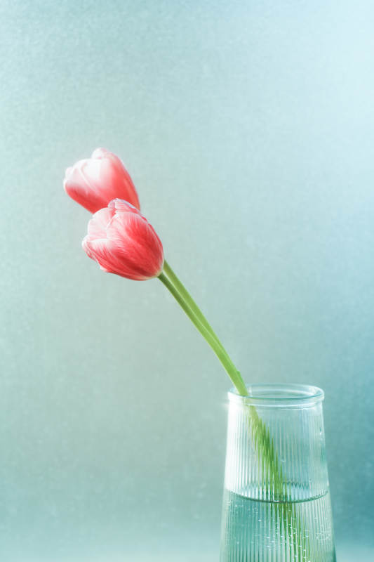 窗前两朵粉色郁金香图片