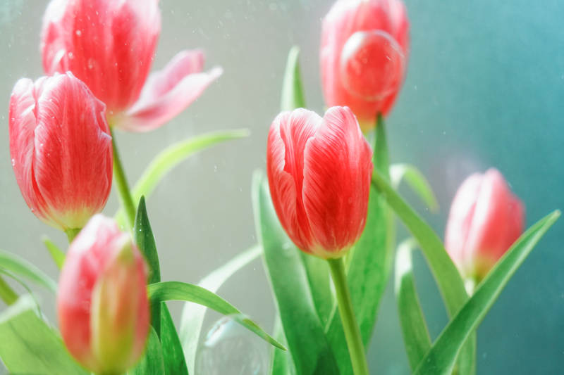 窗前绽放的红色郁金香图片