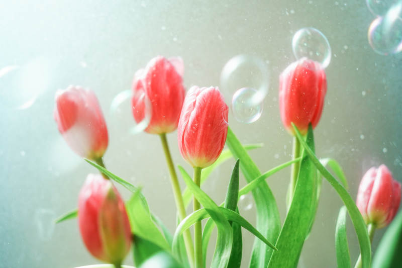 雨中绽放的郁金香图片
