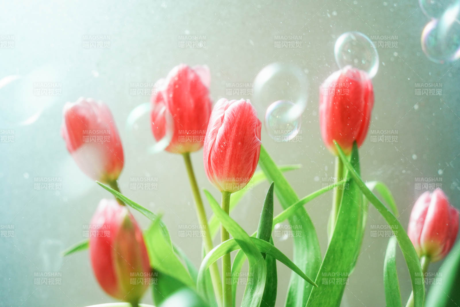 雨中绽放的郁金香图片