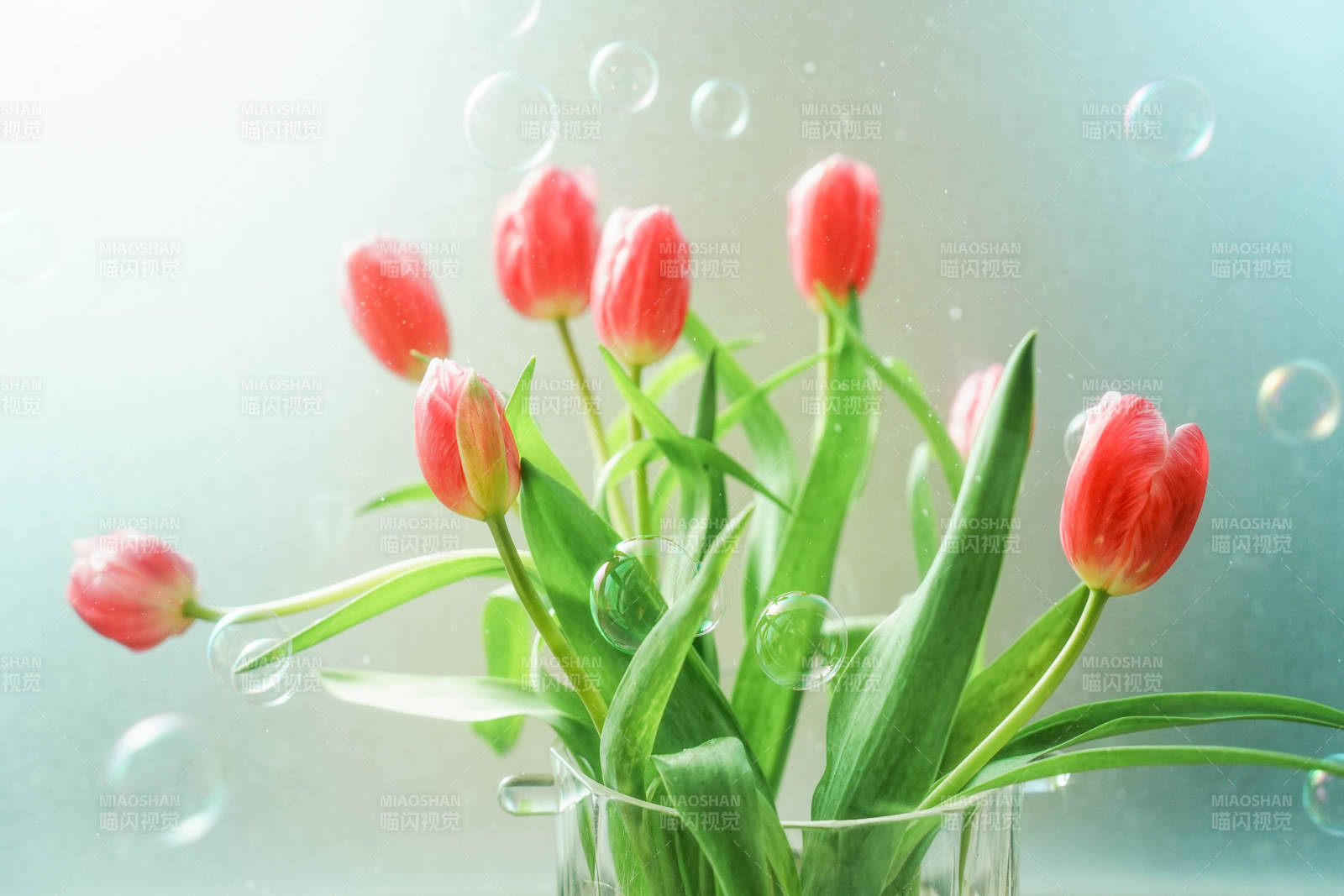 粉色郁金香与泡泡的梦幻组合图片