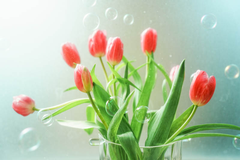 粉色郁金香与泡泡的梦幻组合图片