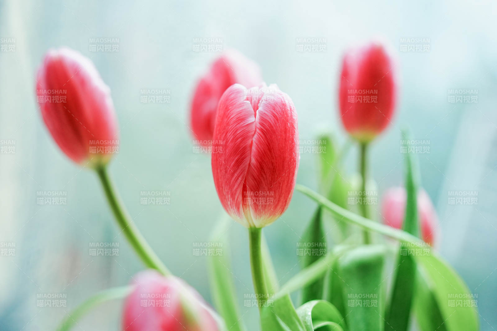 粉色郁金香的温柔绽放图片