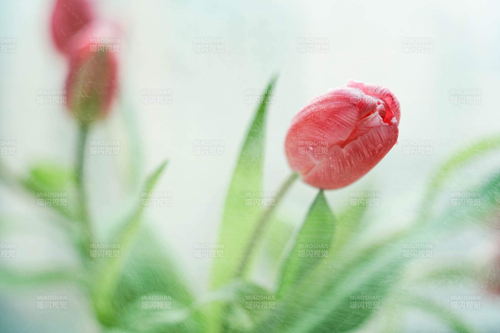 含苞待放的红色郁金香图片