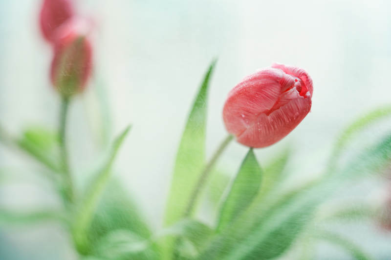 含苞待放的红色郁金香图片