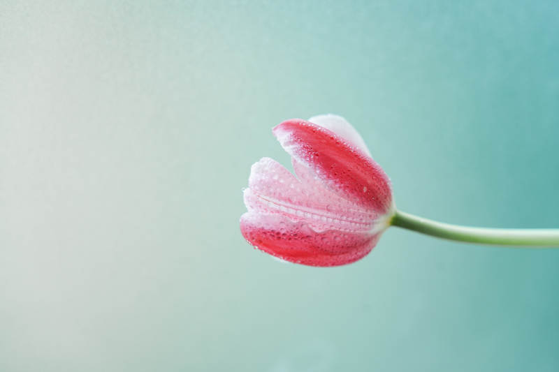 冰霜覆盖的红色郁金香图片