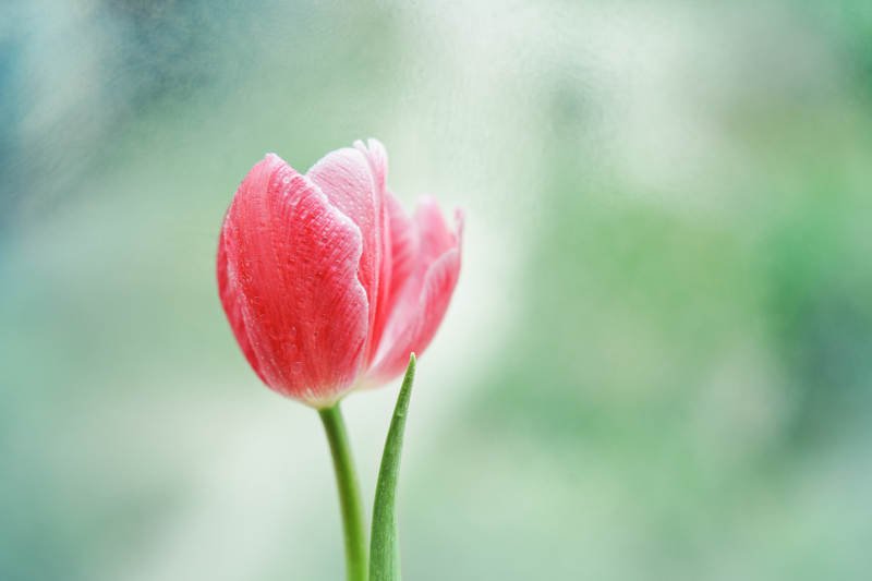 雨中绽放的粉色郁金香图片