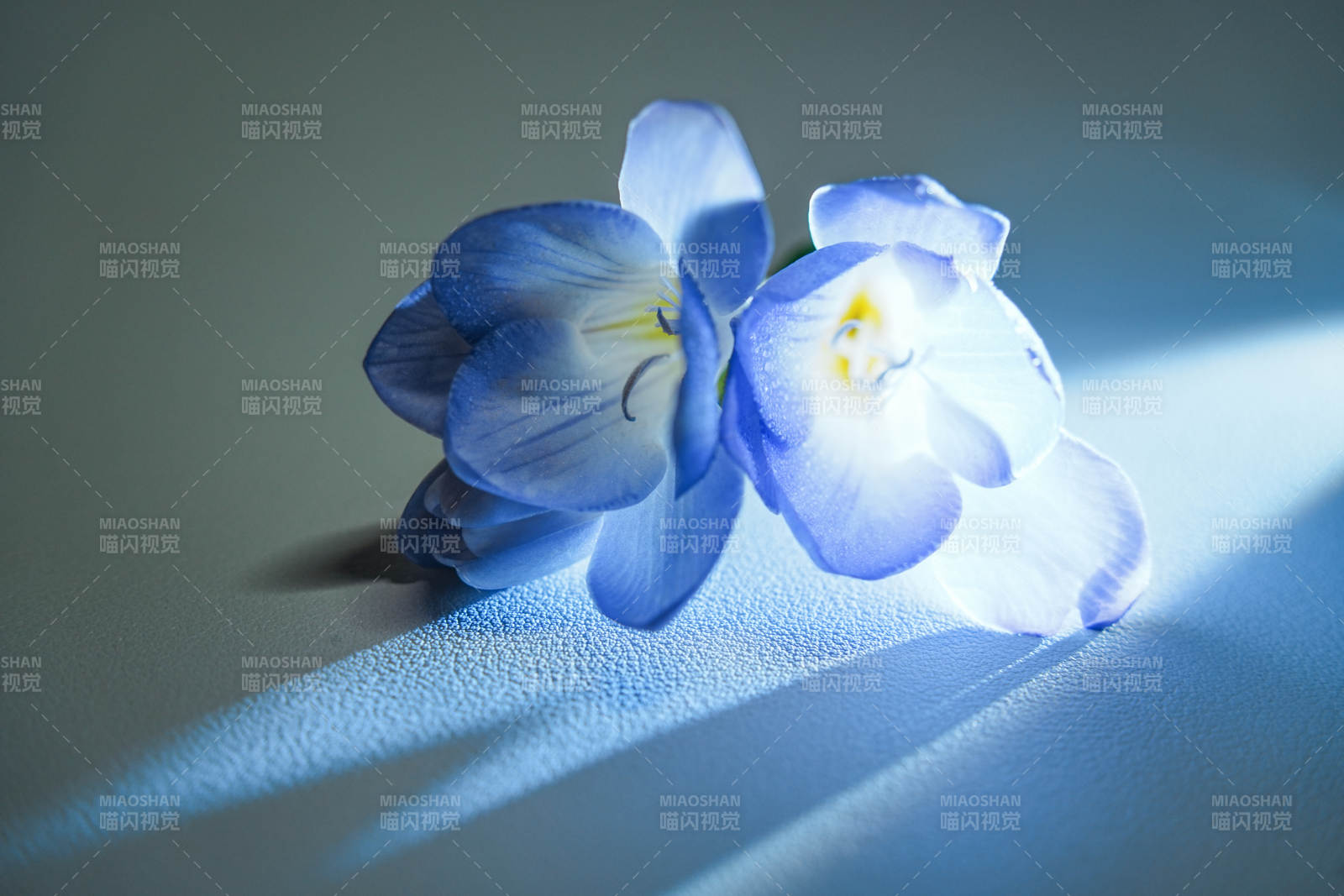 蓝花静影 光影交错图片