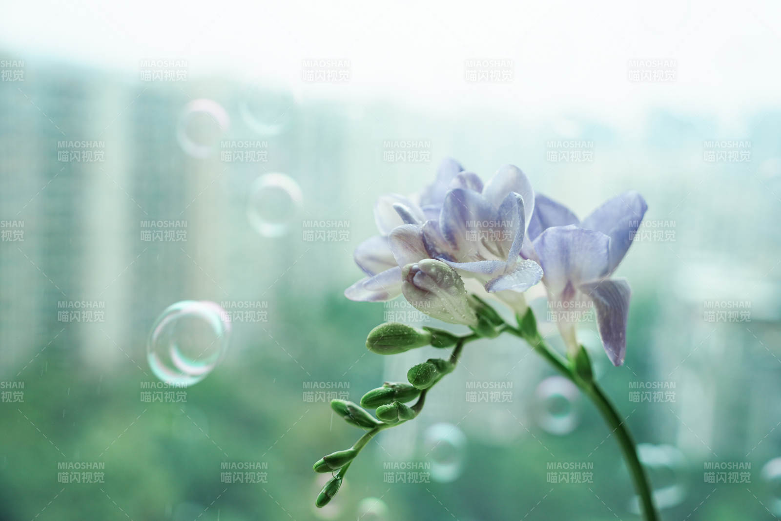 窗边花影伴泡泡图片