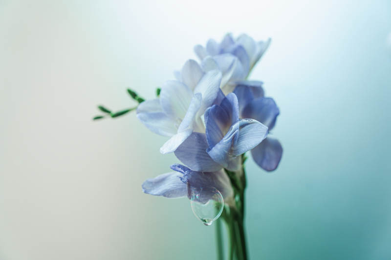 晨露轻沾淡雅花影图片