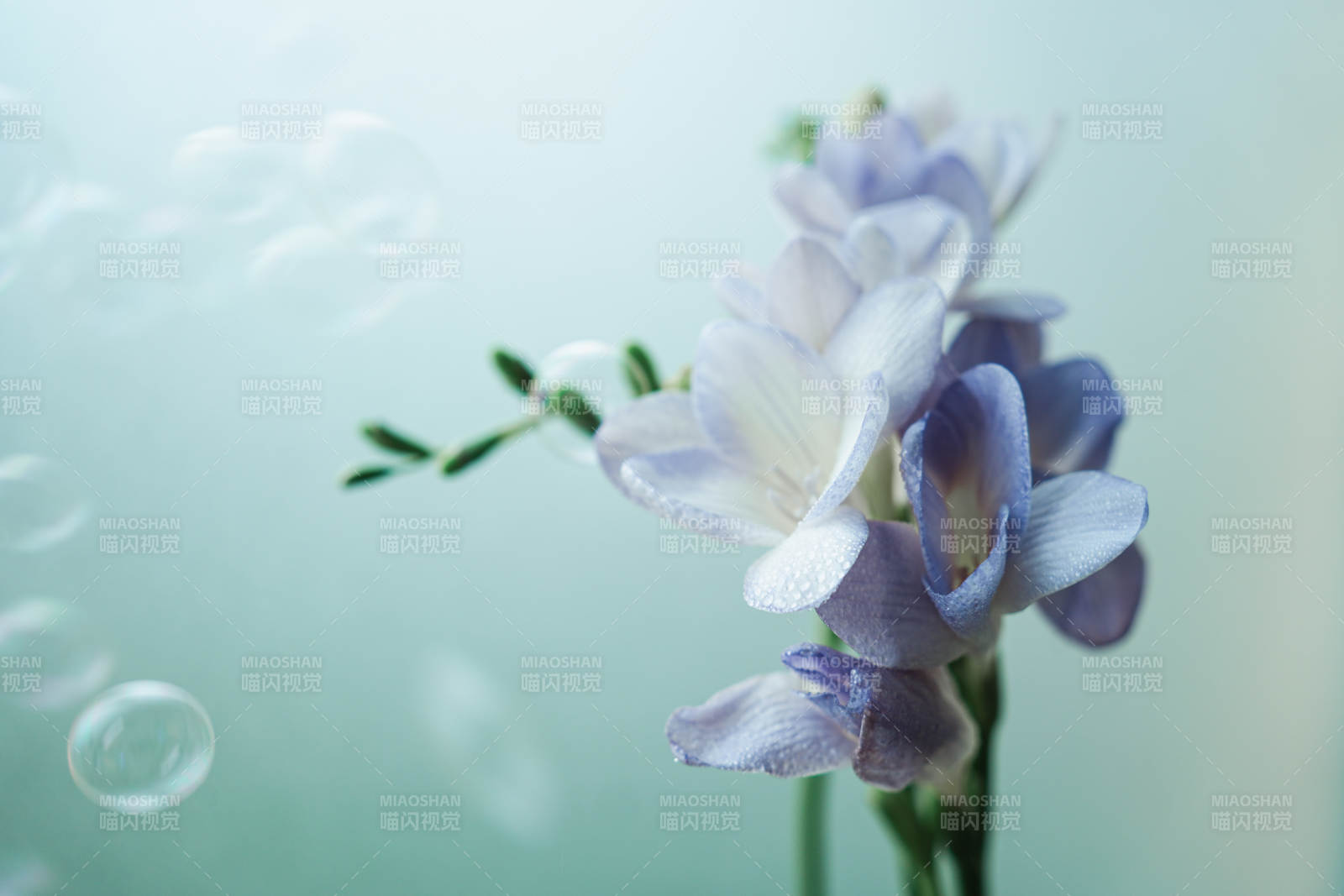 梦幻泡泡与紫色花朵图片