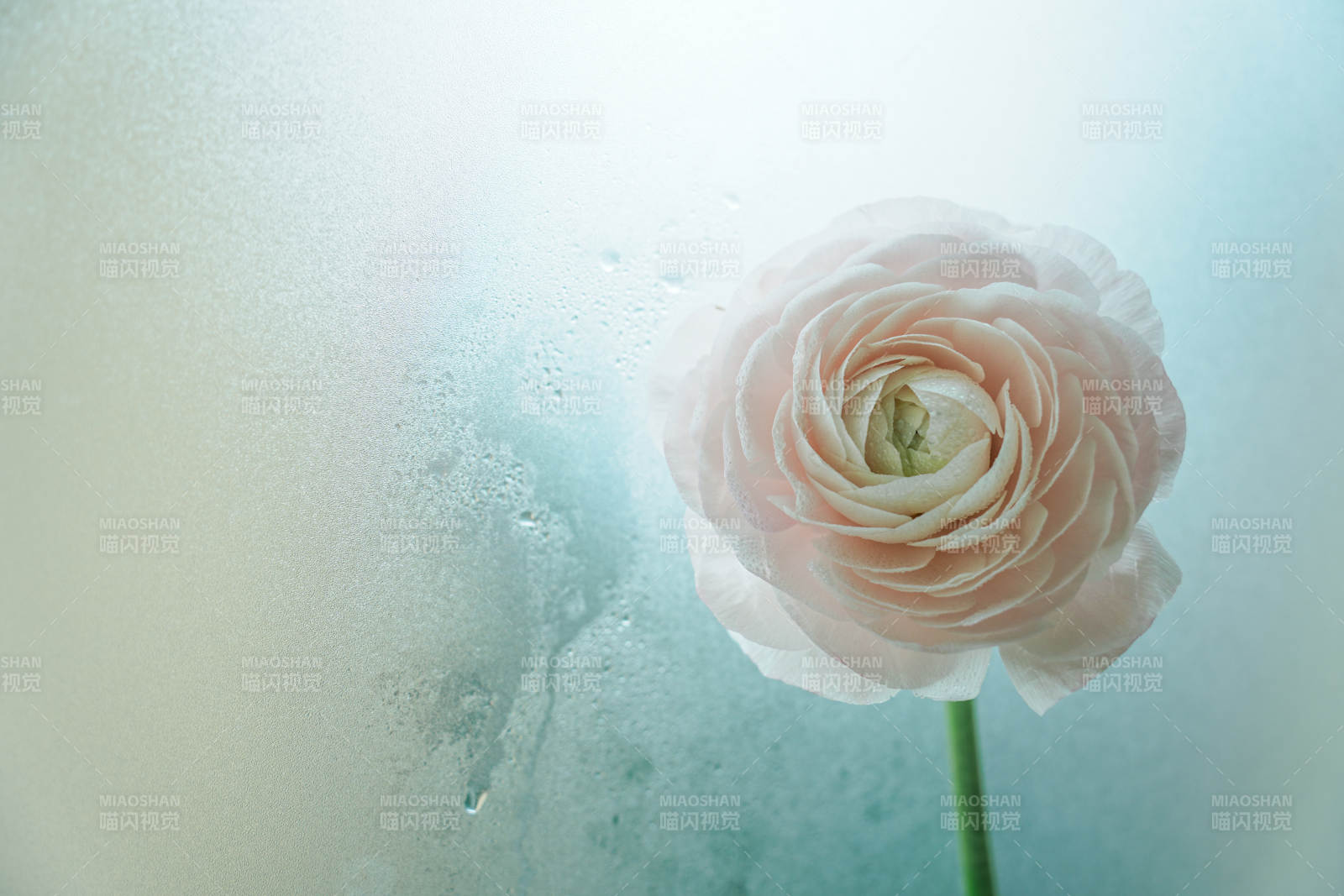 雾中淡雅花影图片