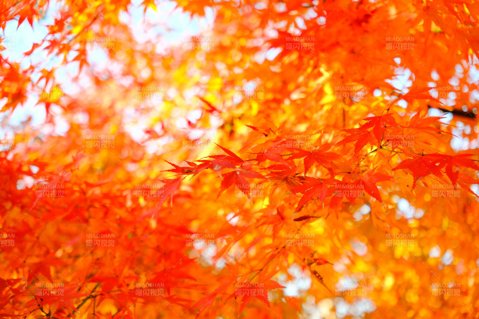 秋日红叶映蓝天图片