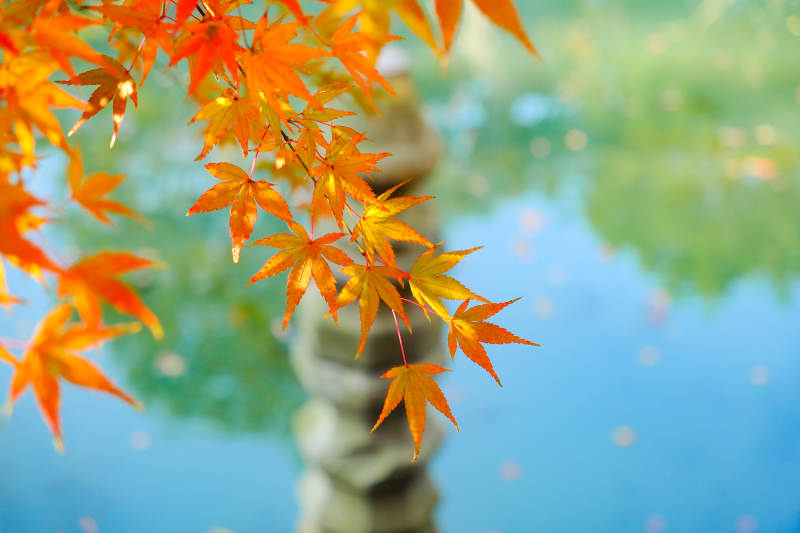 秋叶映水 静谧之美图片