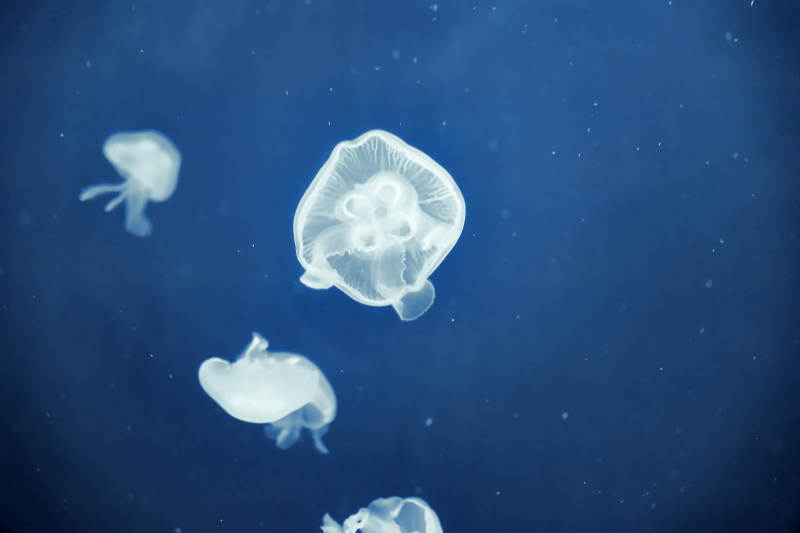 水母在深海中漂浮图片