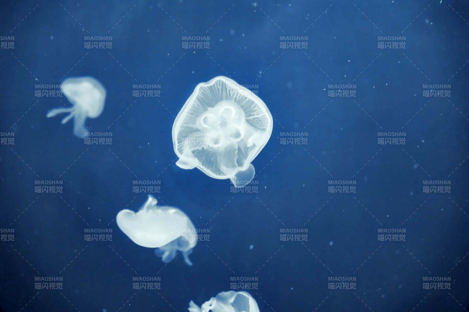 水母在深海中漂浮图片