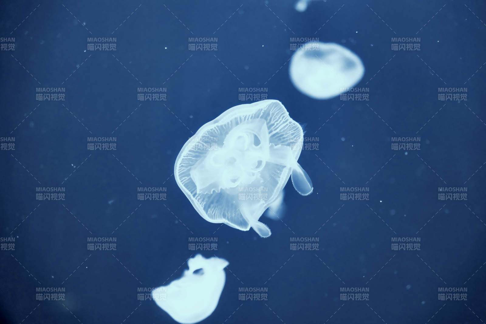 深海中的水母群影图片
