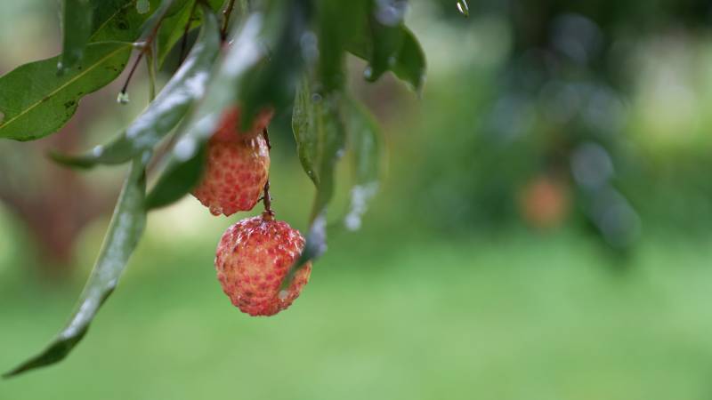 荔枝挂枝头 绿叶相伴图片