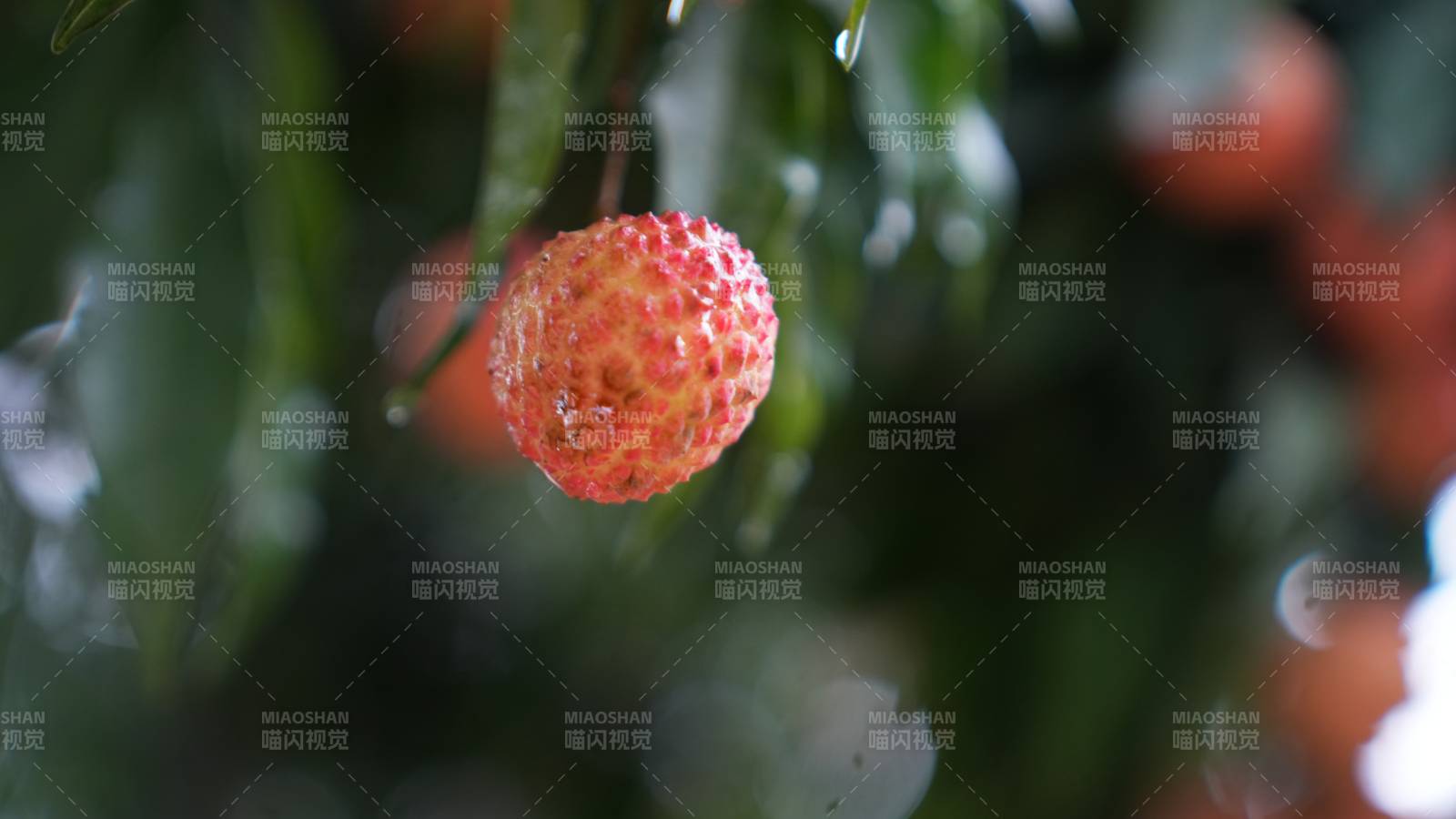 荔枝树上的新鲜果实图片