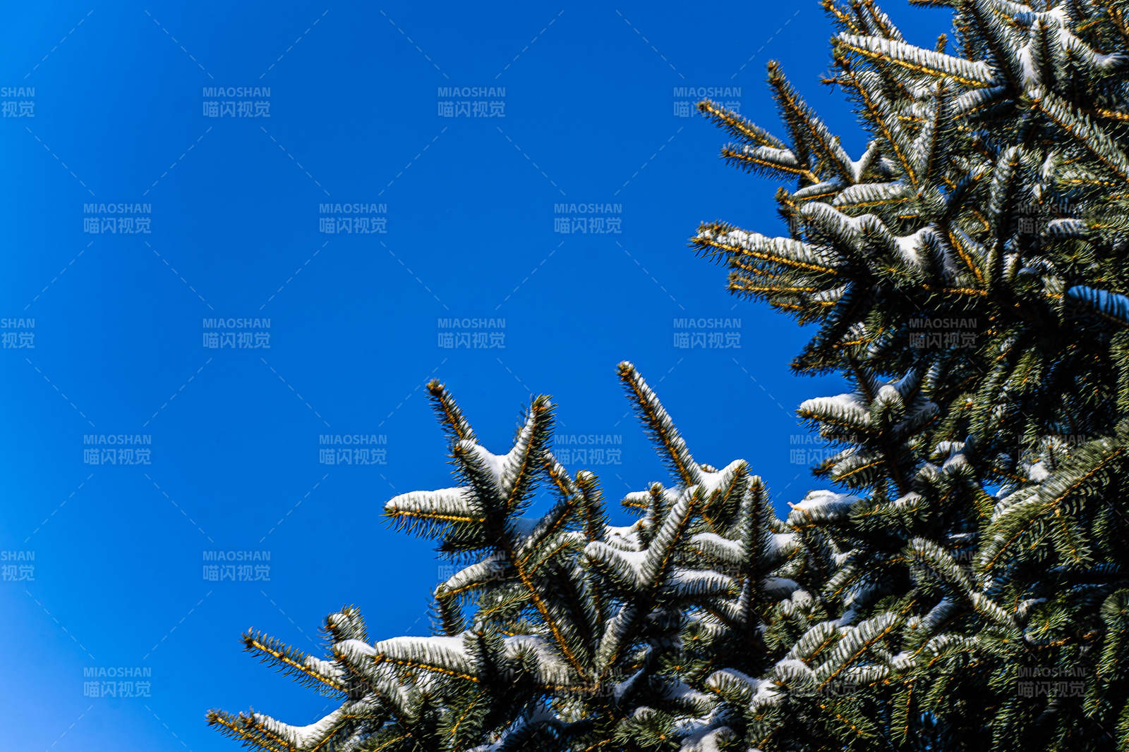雪覆松枝映蓝天图片