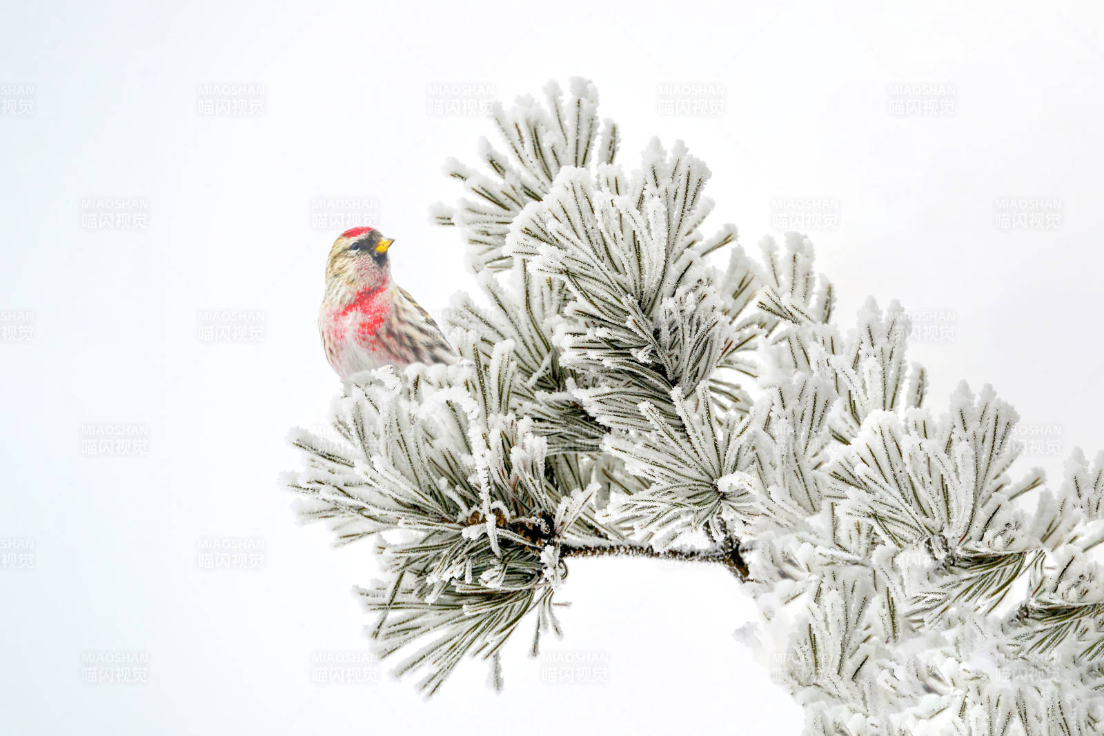 冬日枝头小鸟栖息图图片