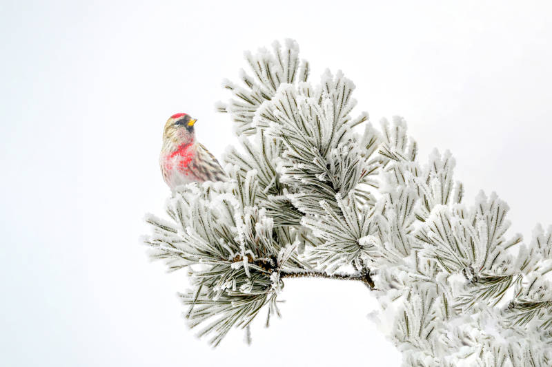 冬日枝头小鸟栖息图图片