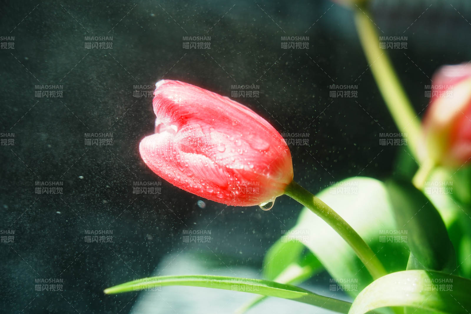 水中的红色郁金香图片