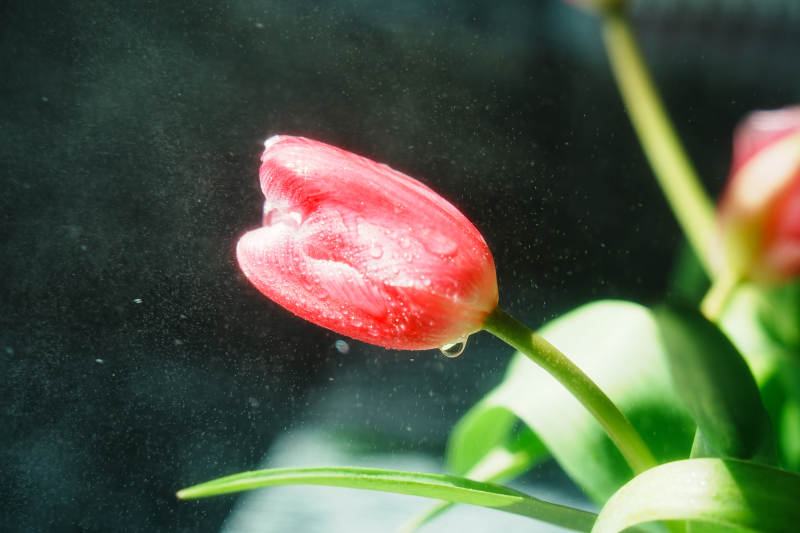 水中的红色郁金香图片