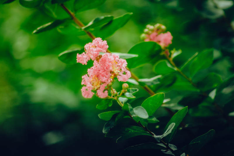 粉色小花在绿叶中绽放图片