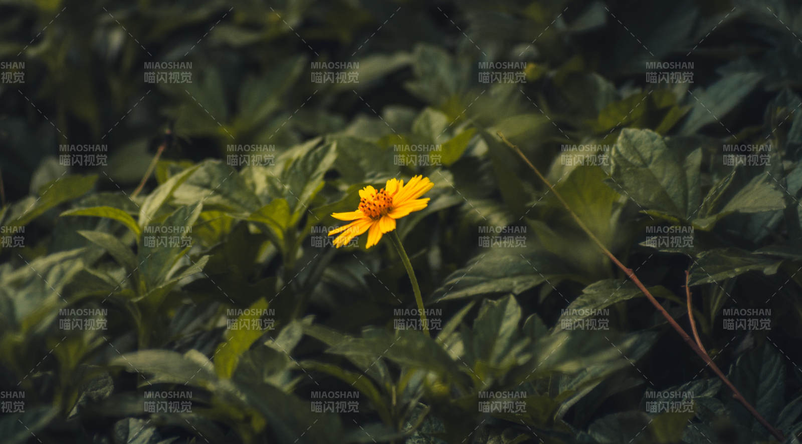 绿叶丛中的黄色小花图片