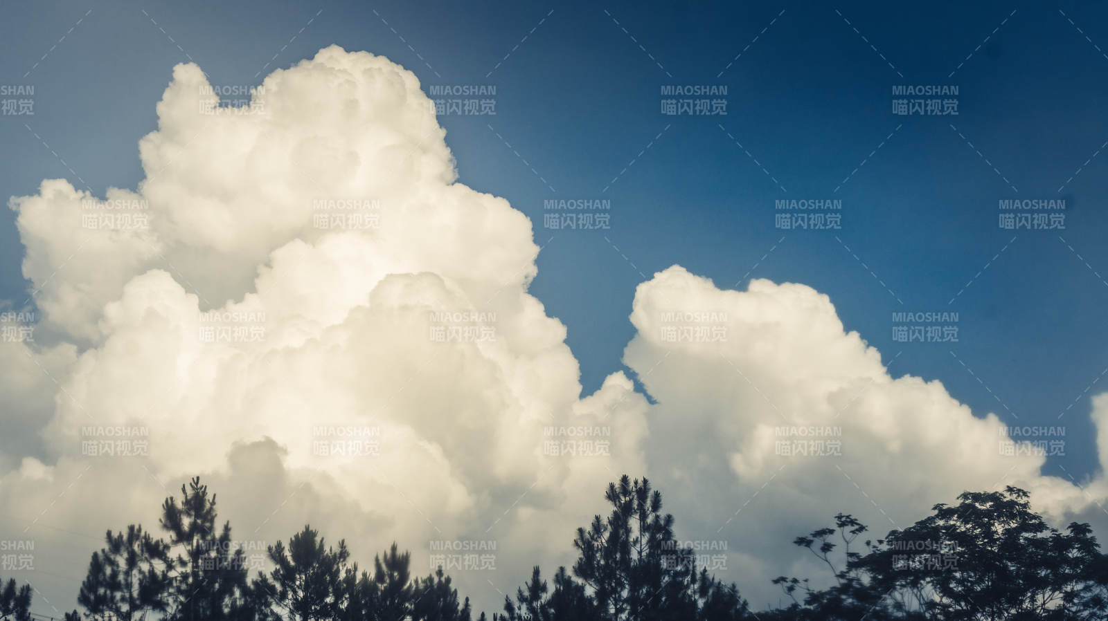 云海松林 晴空万里图片