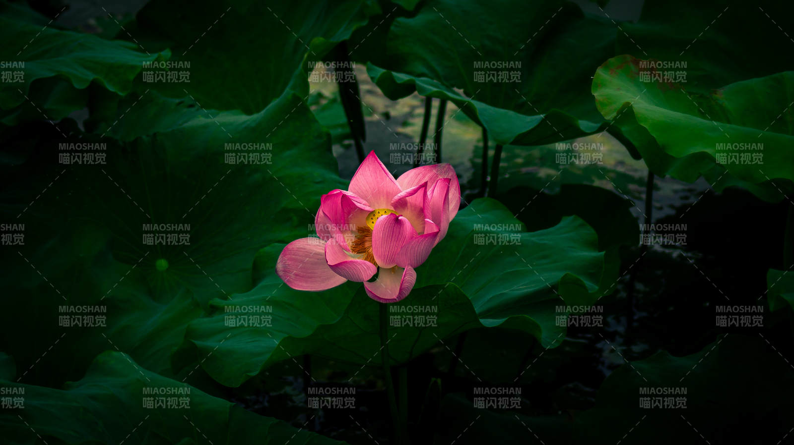 池中莲花静谧绽放图片