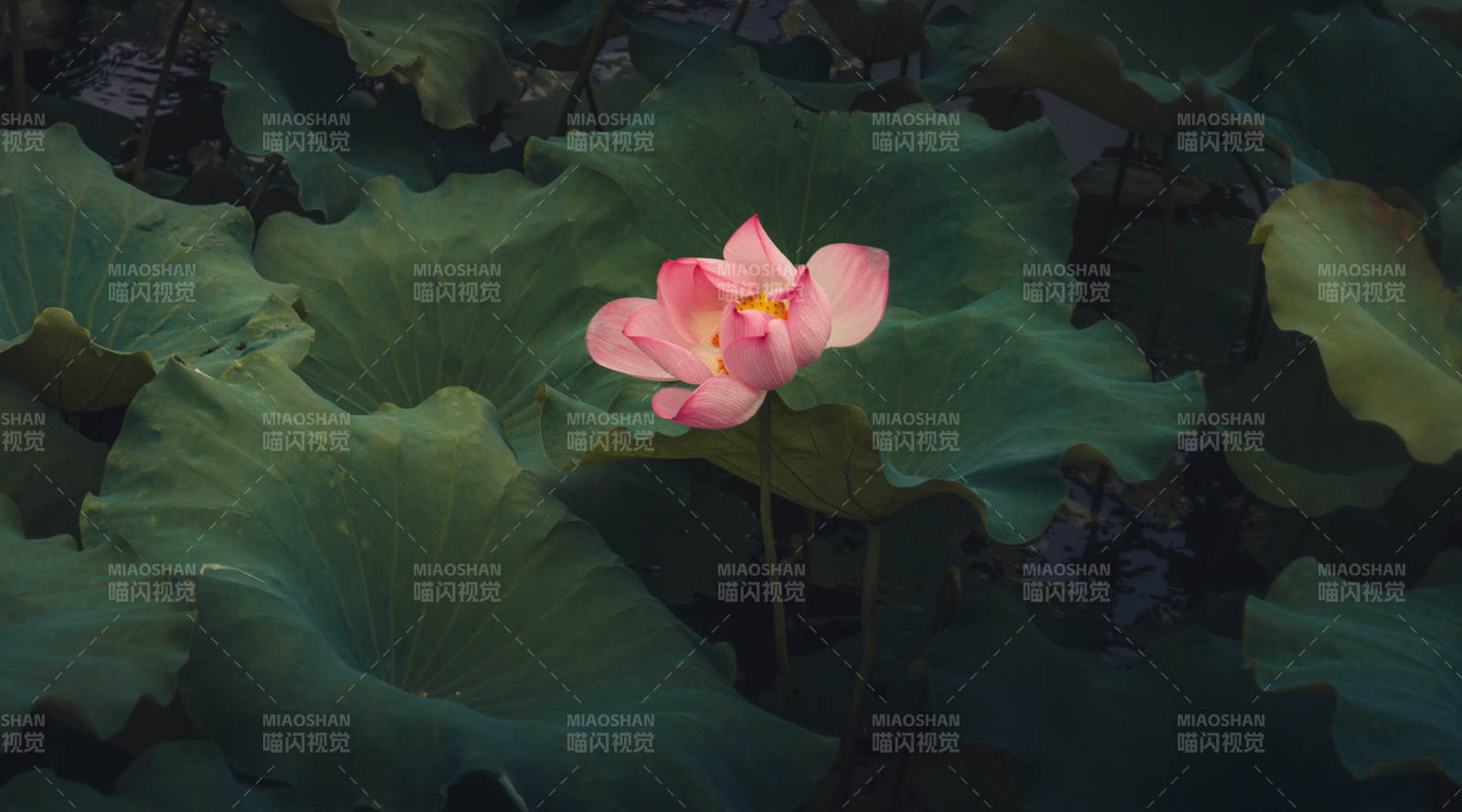 荷塘静谧 粉莲独绽图片