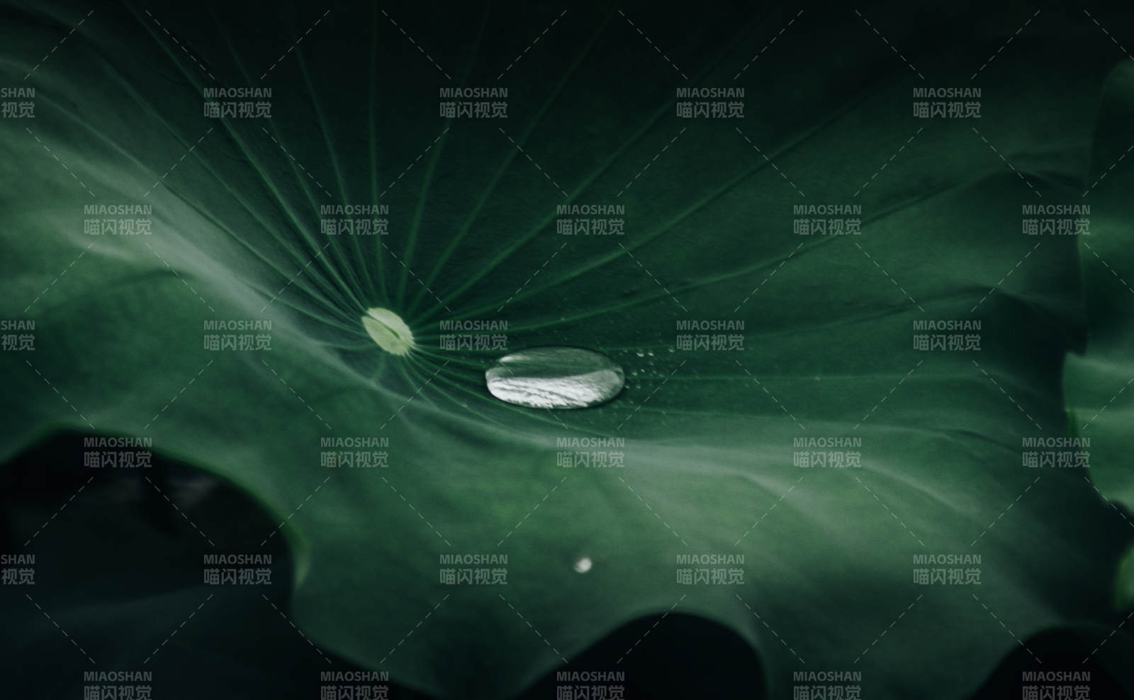 荷叶上的水滴图片