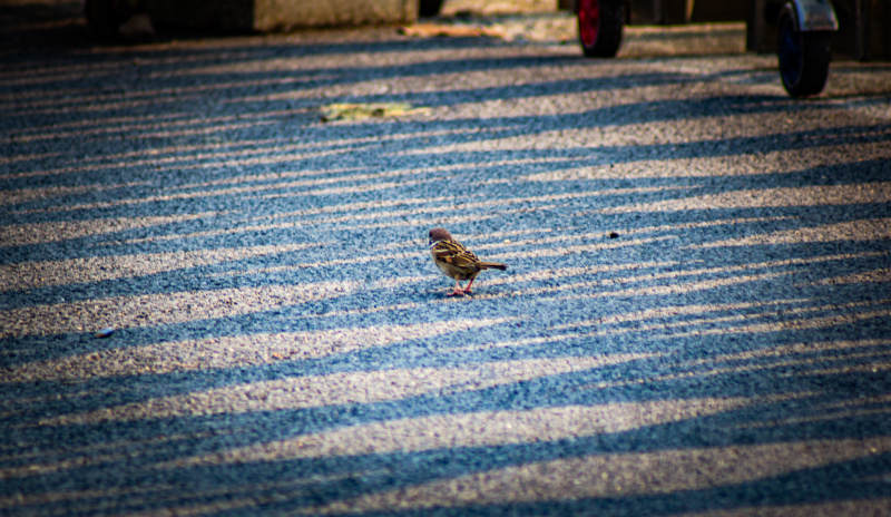 斑马线上的小鸟图片