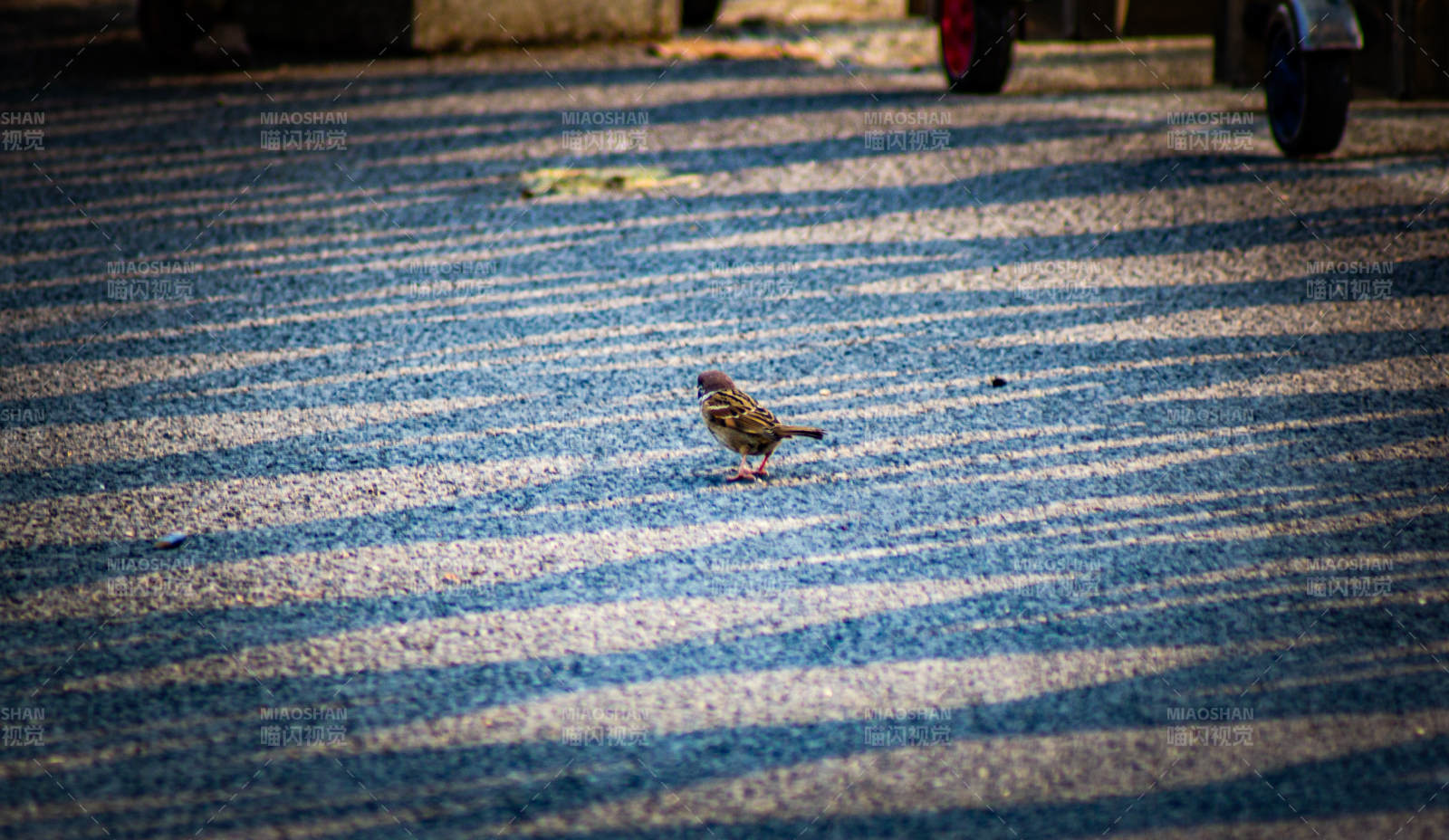 斑马线上的小鸟图片