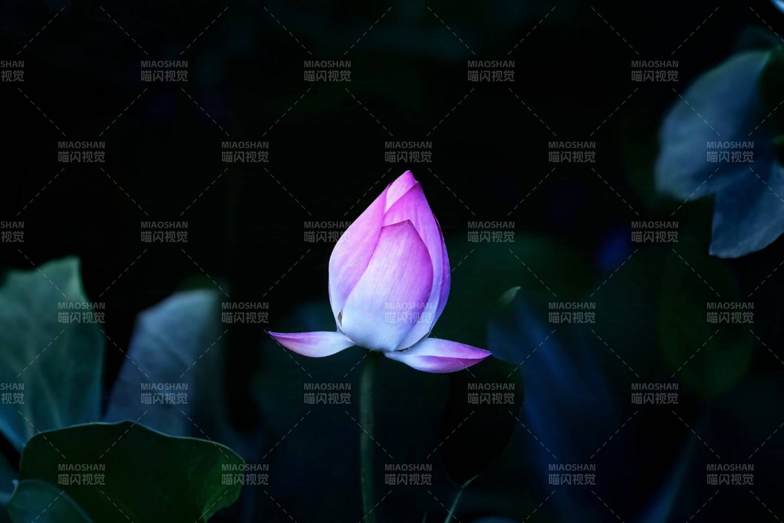 夜色中的莲花绽放图片