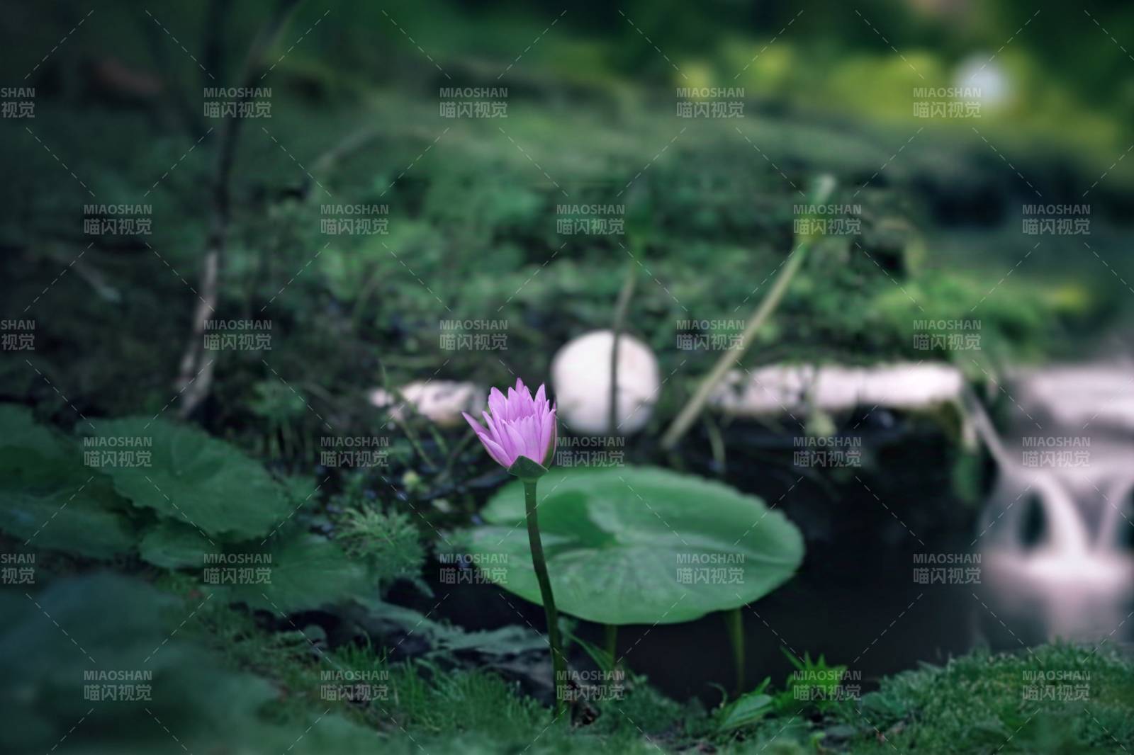 池塘中的粉色莲花图片