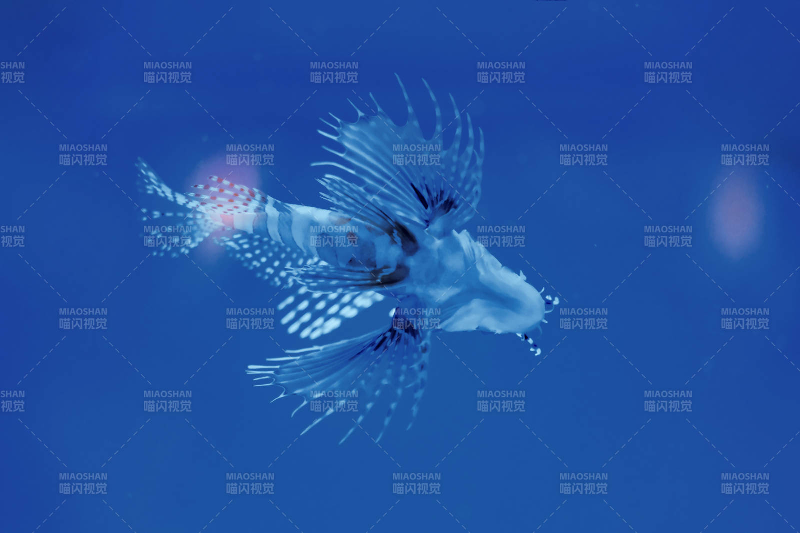 蓝色海洋中的狮子鱼图片