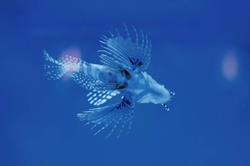 蓝色海洋中的狮子鱼图片