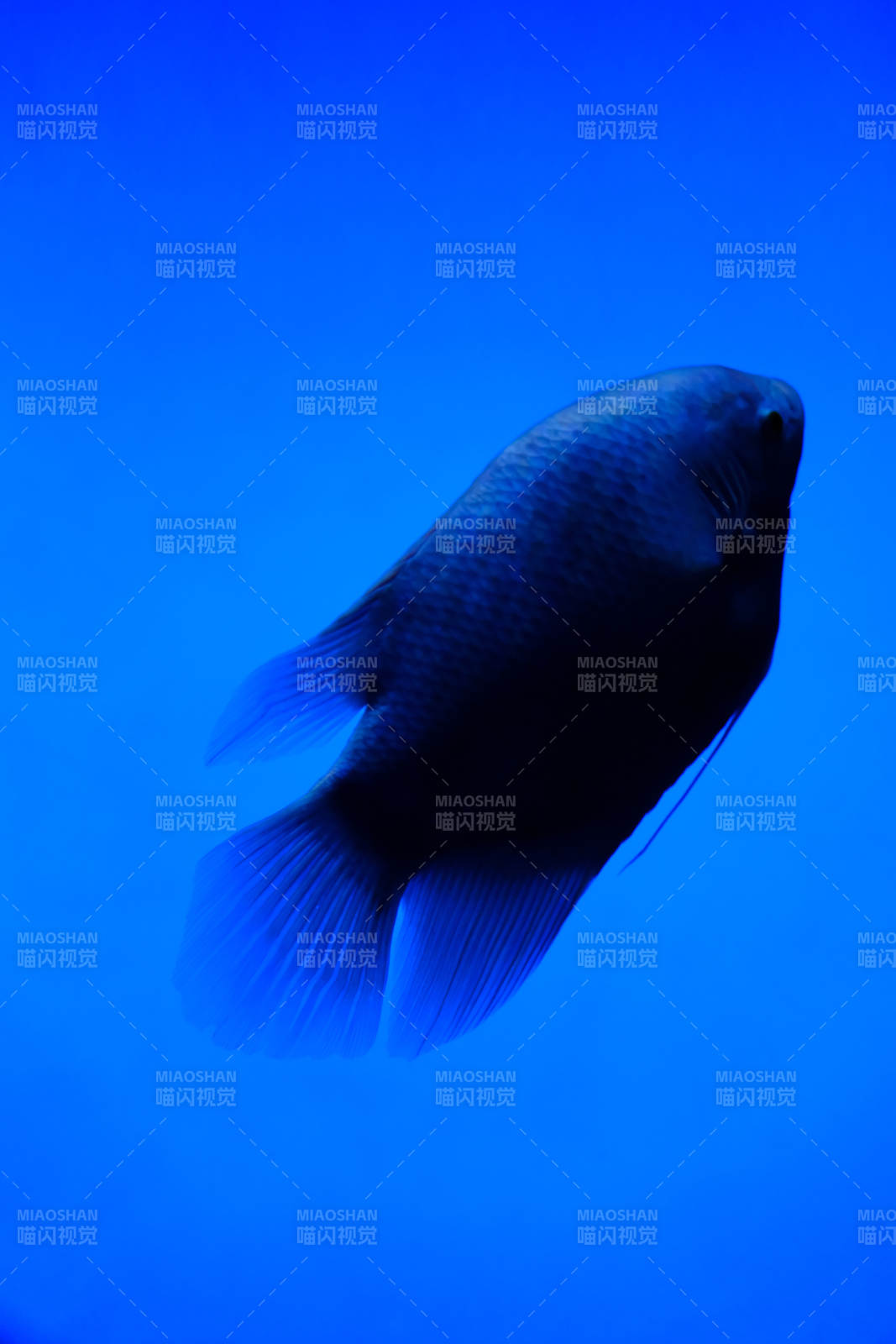 深蓝背景下的神秘鱼影图片