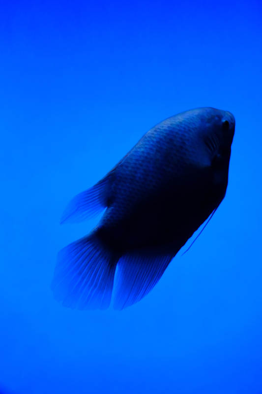 深蓝背景下的神秘鱼影图片