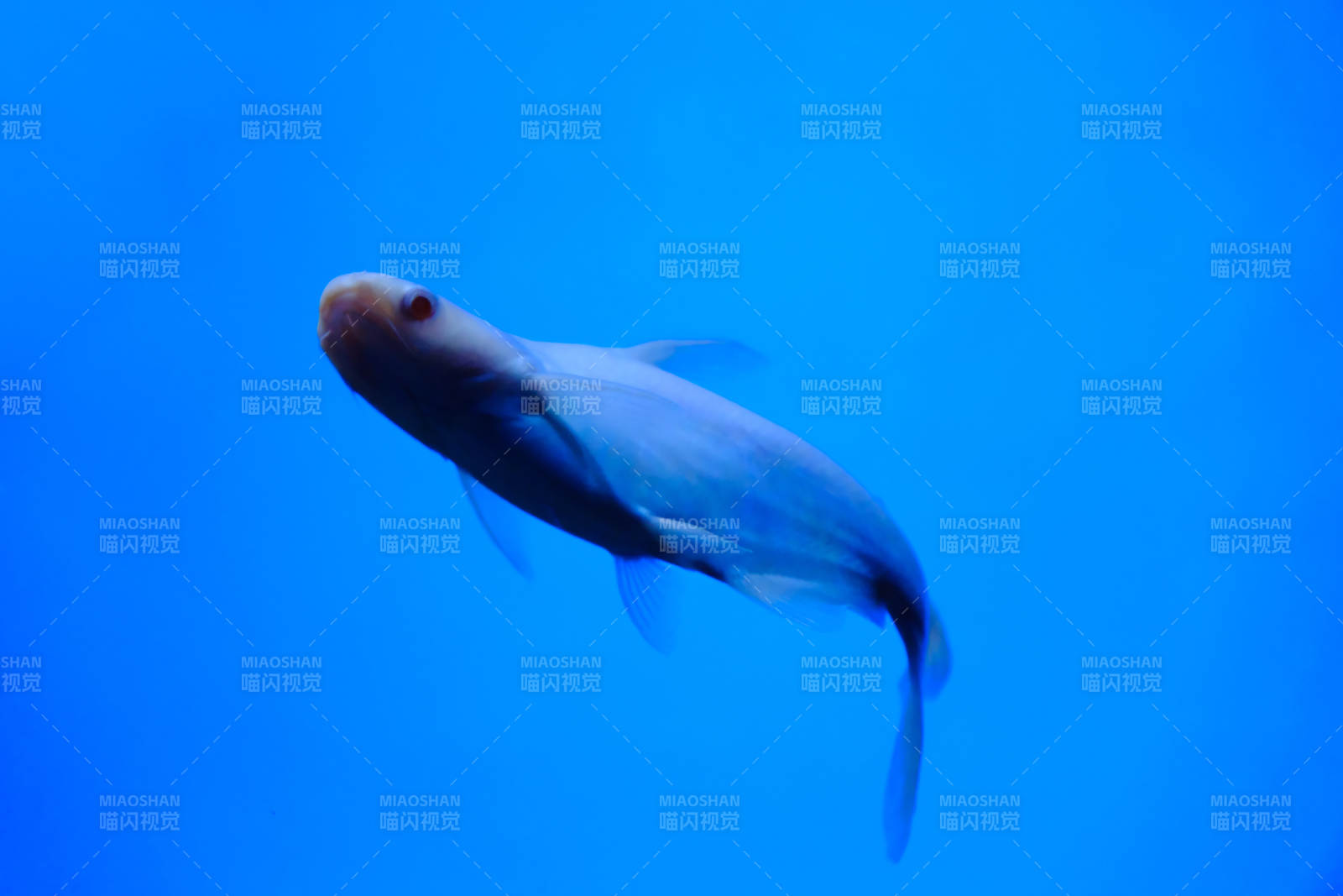 深海中的神秘鱼影白斧头鲨图片