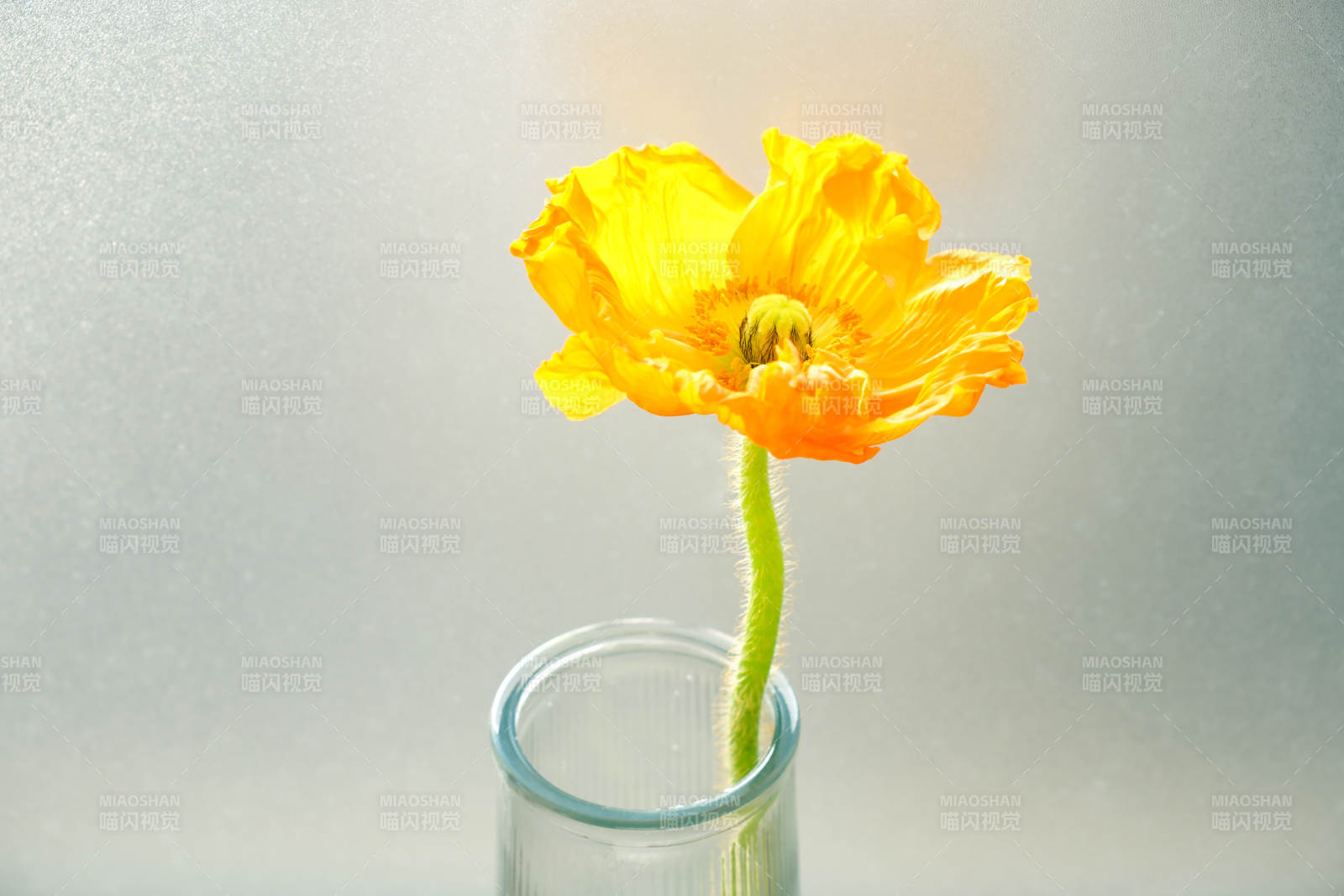 窗边的黄色花朵图片