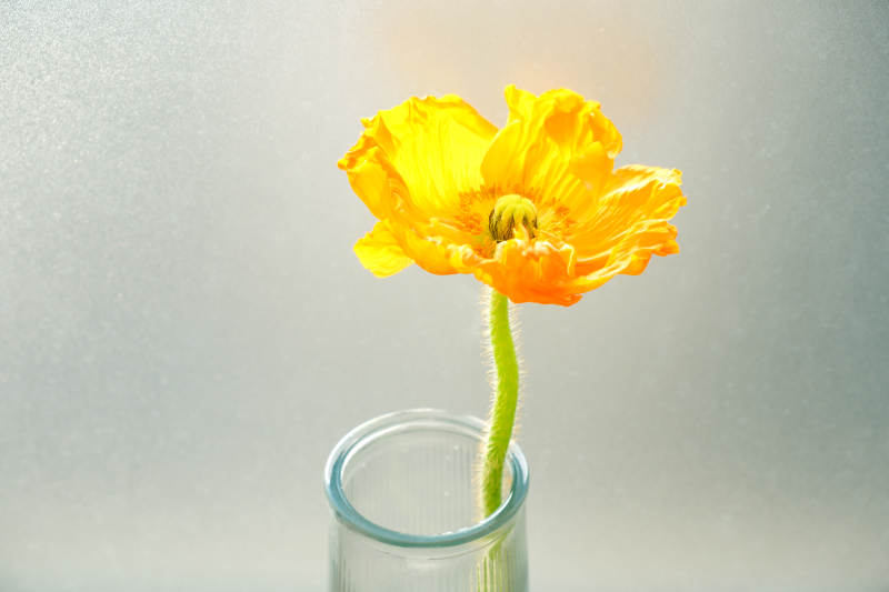 窗边的黄色花朵图片