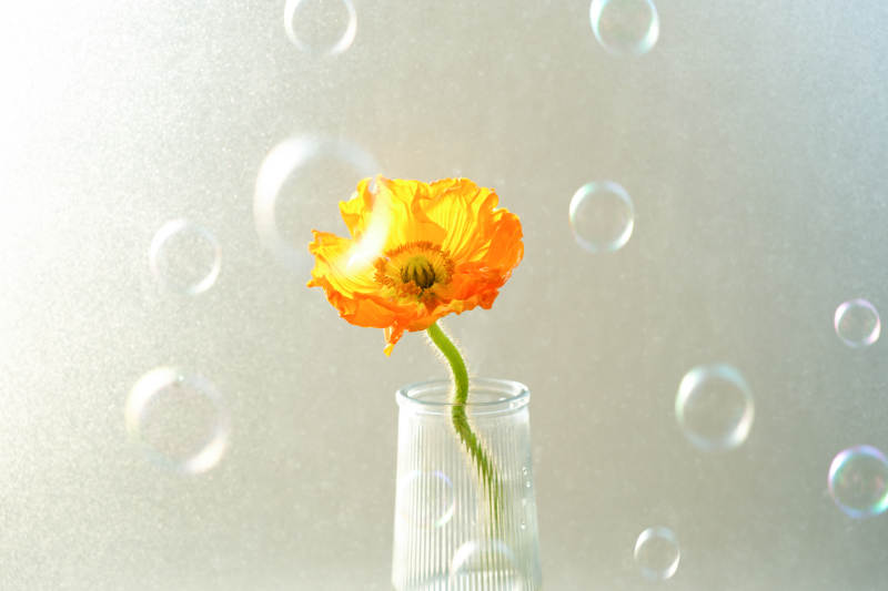 橙花玻璃瓶中静谧美图片