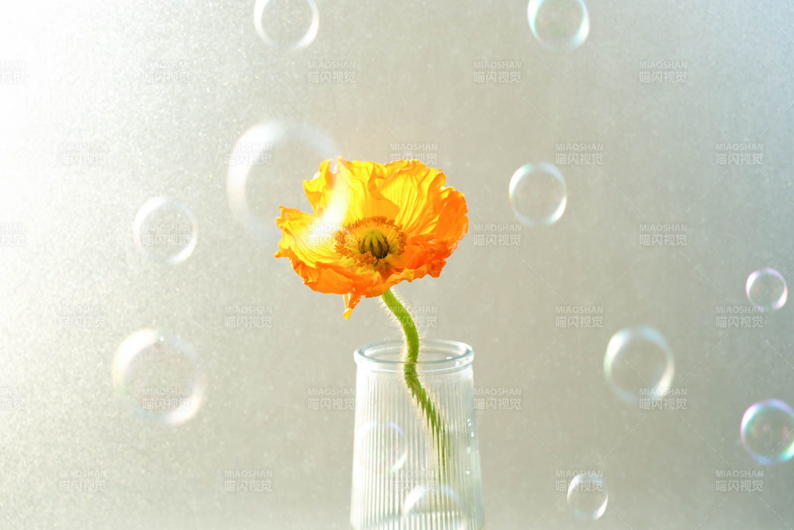 橙花玻璃瓶中静谧美图片