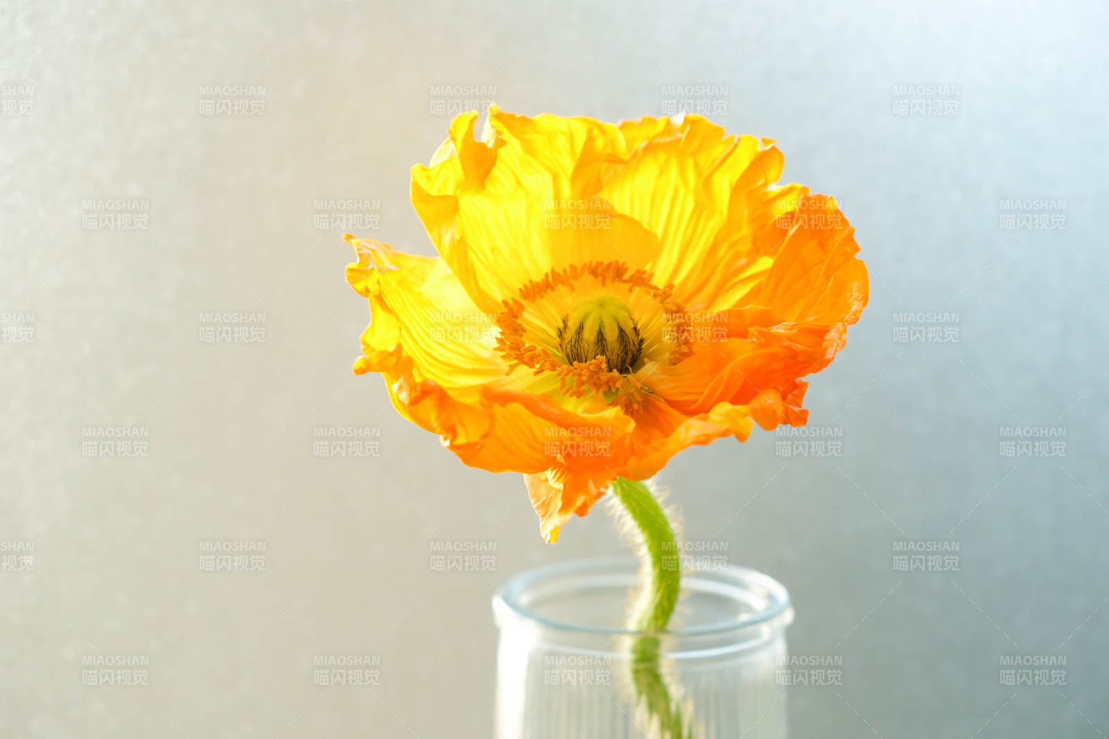 橙色虞美人花在玻璃瓶中图片