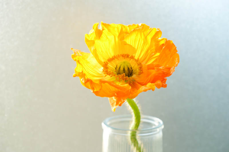 橙色虞美人花在玻璃瓶中图片